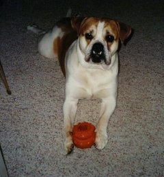 Front view - A white with tan Olde English Bulldogge is laying stretched out on a tan carpet with its head up. There is a toy in between its front paws. The dog has a big underbite exposing its bottom canine teeth which are resting over its lips