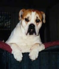 A white with tan Olde English Bulldogge has its front paws over the back of a couch and it is looking forward. The dog has a large underbite