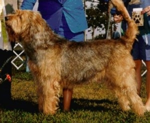 Left Profile - A shaggy-looking, drop-eared, tan with brown and white Otterhound dog is standing outside being posed in a show stack by a person in a blue suit who is behind it.