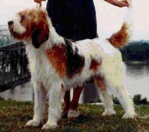 A shaggy, drop-eared, white with brown and black Otterhound dog is standing in grass and there is a lady in a black dress posing it in a show stack.