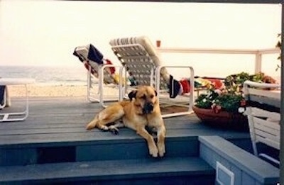 A tan dog is laying on a wooden beach front deck with lawn chairs and flower pots on it.