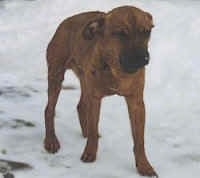 Front view - A brown Patterdale Terrier is walking around outside in snow and it looks cold.