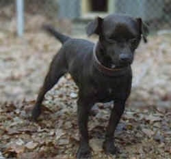 Front view - A black Patterdale Terrier dog is standing outside in a yard covered in leaves and it is looking down and forward.