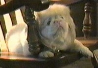 An albino Pekingese is laying in a wooden chair and it is looking to the right.