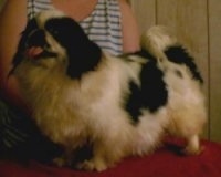 The left side of a white with black Pekingese. It is standing on a table and it is looking to the left. Its mouth is open and its tongue is out.