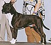 A black with white American Staffordshire Terrier is standing on a table and a person behind the dog is attempting to pose it.