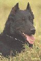 Close up - A black Beauceron is laying in grass and he is looking to the right. His mouth is open and tongue is out.