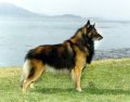 A black with tan and white Belgian Tervuren is standing on grass and it is looking to the right. There is a large body of water behind it.