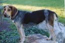 Left Profile - A black, tan and white Bluetick Coonhound is standing on a rock and it is looking forward and to the left.