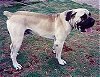 A tan with black Boerboel is standing on grass and it is looking to the right. Its mouth is open and tongue is out.