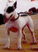 A white with black Bull Terrier is standing on a surface and he is looking to the left. His mouth is open and tongue is out.