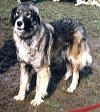 A black with tan and white Carpathian Sheepdog is standing in dirt and they are looking to the left.