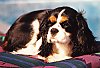 A black with white and tan Cavalier King Charles Spaniel is laying on a blanket and it is looking to the left.