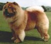 A red with tan and black Chow Chow is standing in grass and it is looking up and to the left.