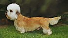 Left Profile - A tan with white Dandie Dinmont Terrier is standing in grass and it is looking to the left.