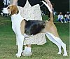 A white, tan and black English Foxhound is posing on grass and there is a person standing behind it.