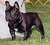 Close up - A black with white French Bulldog is standing in grass and looking to the left. There is a person standing behind it.