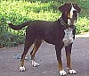A black with white and tan Greater Swiss Mountain Dog is standing on a concrete surface. There is a bush behind it.
