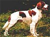An Irish red and white Setter is standing in grass and it is looking to the right.