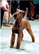 A brown Xoloitzcuintlerish Terrier is standing at a dog show. It is looking at a persons hand in front of it.