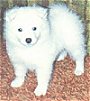 Close up - A white Japanese Spitz is standing on red carpet and it is looking forward.