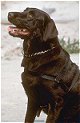Close up - A Chocolate Labrador Retriever is sitting on a ground and it is looking up and to the left. Its mouth is open and tongue is out.