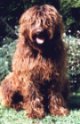 A brown with black Australian Labradoodle is sitting in grass. Its mouth is open and tongue is out.