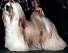 A tan with white Lhasa Apso is standing on a carpet and it is looking up and to the left. There is a person behind it touching its head and tail.