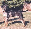 A black with tan Catahoula Leopard Dog is standign on grass and it is looking forward. There is a bush behind it.
