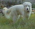 A white Maremma Sheepdog is standing in grass and it is looking forward.
