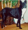 Right Profile - A black with white McNab is standing on a hardwood floor and it is looking forward. There is a small tree in a wicker basket behind it.