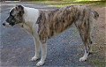 Left Profile - A white brindle Midle Asian Ovtcharka is standing across a blacktop surface and it is looking to the left.
