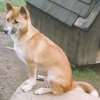 A tan with white New Guinea Singing Dog is sitting on a dog bed that is outside in dirt, in front of a dog bed.