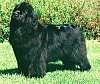  A black Newfoundland is standing on grass and there is bush behind it.