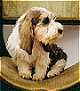 Close up - A tan with black Petit Basset Griffo Vendeen is sitting on a dog bed and it is looking to the right.