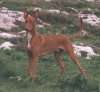 A red with white Pharaoh Hound is standing in grass and it is looking forward. The dog is alert, its tail is up and it is looking to the left.