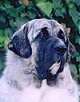 Close up - A tan with black Pyrenean Mastiff is sitting and there is a bush behind it. It is looking to the right.