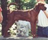 Right Profile - A Redbone Coonhound is standing on a small wall. There is a man and a boy behind them posing the dog.
