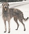A grey with white Scottish Deerhound is standing in snow and it is looking forward.