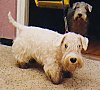 A tan with white Sealyham Terrier is standing on a carpet and it is looking forward. Behind it, from the darkness is another Sealyham Terrier.
