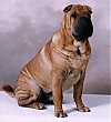 A tan with black Chinese Shar-Pei is sitting in front of a backdrop and it is looking forward.