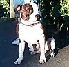 A white with brown Staffordshire Bull Terrier is sitting on a blacktop surface and he is looking to the right.