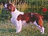 Left Profile - A red and white Welsh Springer Spaniel is standing in grass and it is looking to the left. Its mouth is open and it is looking up.