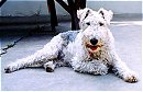 A white with grey Wire Fox Terrier is laying on a porch and it is looking forward. Its mouth is open and it looks like it is smiling.
