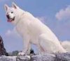 Close up - A white Akita Inu is sitting on a rock and he is looking to the left. His mouth is open and tongue is out.