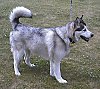 A grey with white and black Alaskan Malamute is standing in grass and it is looking to the right.