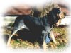 Right Profile - A black with tan American Blue Gascon Hound is standing in grass and it is looking to the right.