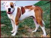 A brown and white American Bulldog is standing in grass and he is looking forward. His mouth is open and his tongue is out.