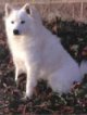 A white American Eskimo is sitting in grass and there is a wall behind it. It is looking forward.