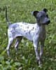 Close up - A black with white American hairless Terrier is standing in grass and it is looking to the right.